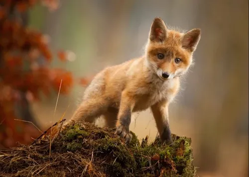 1 430 renards sauvés d’une mort certaine grâce à une décision de...