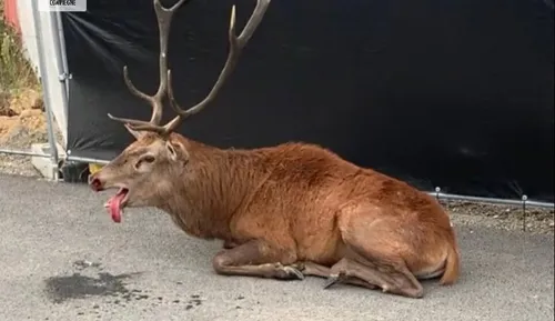Traqué par un équipage de chasse à courre, un cerf se réfugie dans...