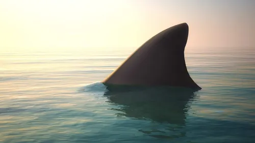 Une femme enceinte sauve son mari des dents d’un requin