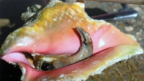 La pêche au lambi interdite cette année en Guadeloupe