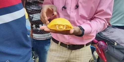Une tortue jaune, probablement albinos, a été découverte dans un...