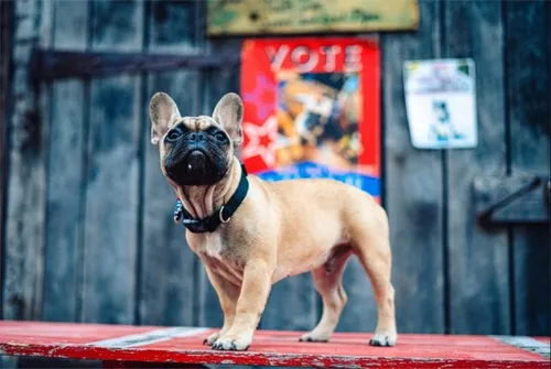 Dans ce village américain, le nouveau maire est… un chien