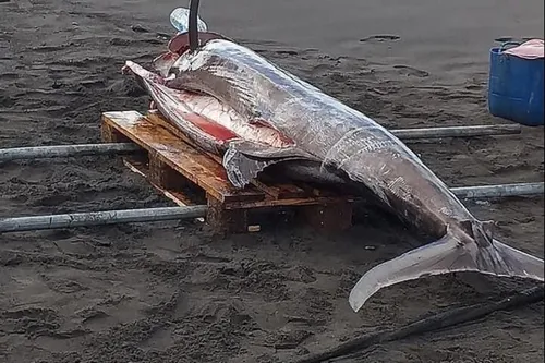 Un énorme marlin de 250 kilos pêché au Prêcheur en Martinique