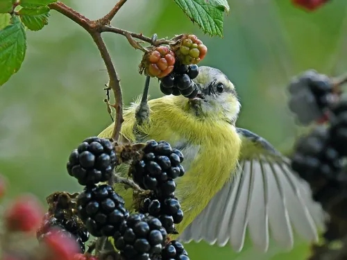 🔊 Des oiseaux font étape place des Halles à Chartres