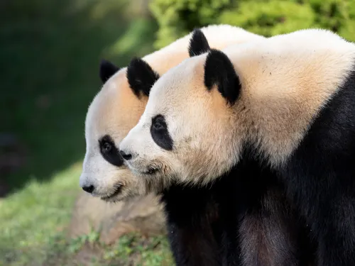 "Malade", les pandas de Beauval rapatriés en Chine
