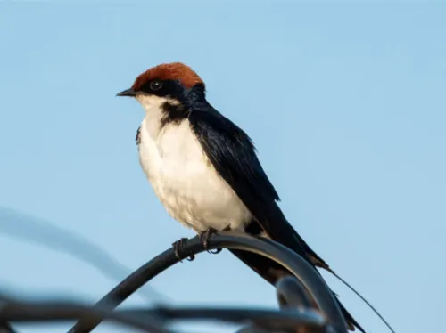 Une soirée pour les amoureux de la nature à Luisant