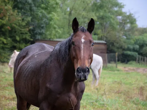 Un cheval en position périlleuse aidé par les pompiers