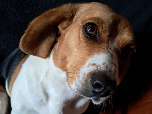 Une balade à moto pour le refuge d'Amilly