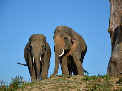 Le zoo refuge se visite à la tombée de la nuit
