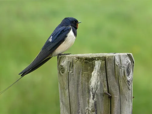 « Observons les oiseaux » jusqu'au 26 mars