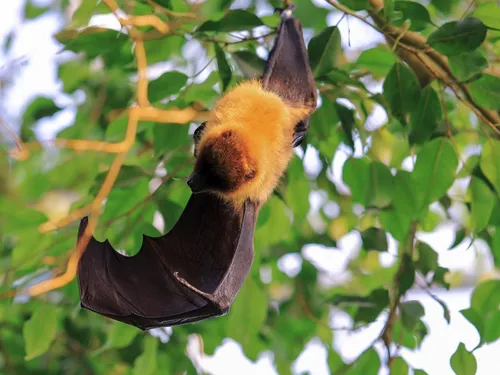 🔊 Participez au recensement des chauves-souris en Eure-et-Loir
