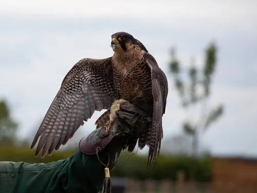 Comédie et spectacle de rapaces dans le Beauperchois