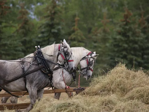 Le cheval percheron célébré au domaine de la Ferté-Vidame
