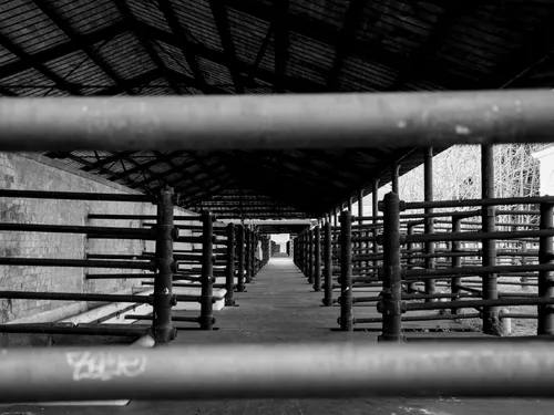 Fermeture du dernier abattoir du Cher à la fin du mois