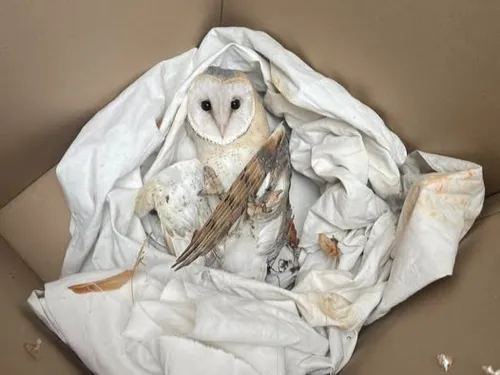 MARBOUÉ – Tentative de sauver une chouette tombée de son nichoir