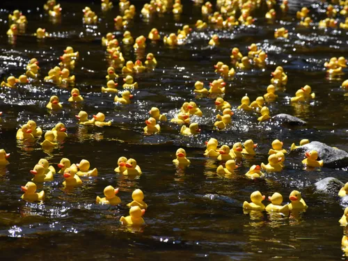 D!RECT FM vous offre vos canards pour la Duck Race au plan d’eau à...