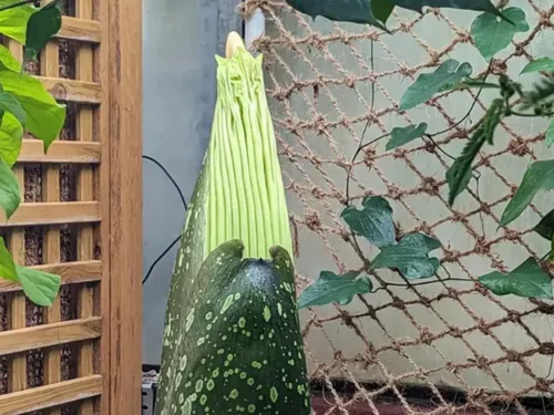 Evènement : Tintin est en train de s’ouvrir au jardin botanique...