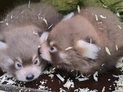 Carnet rose : naissance de deux pandas roux au parc Merveilleux de...