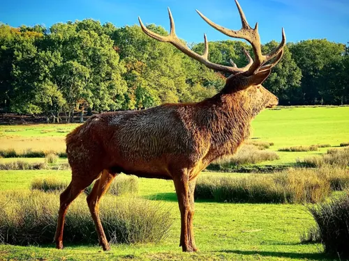 Vos places pour le brame du cerf au Parc Animalier de Sainte-Croix