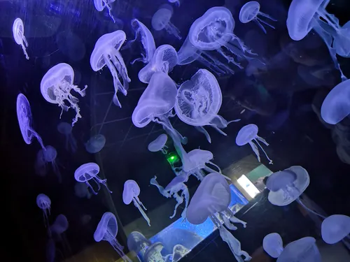 Le Muséum-Aquarium de Nancy lance un appel à témoignage