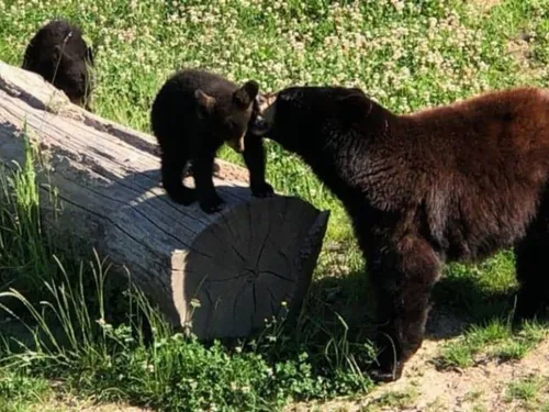 Parc de Sainte-Croix : un été et des naissances en lorraine