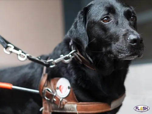 Une malvoyante refoulée d’une supérette avec son chien guide