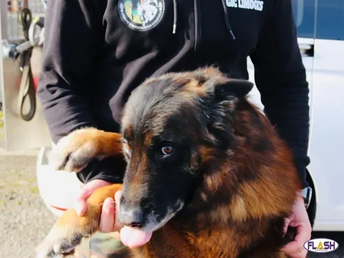 Une femme disparue retrouvée grâce aux chiens des gendarmes