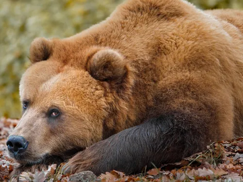 Deux randonneurs grièvement blessés après une frayeur nocturne
