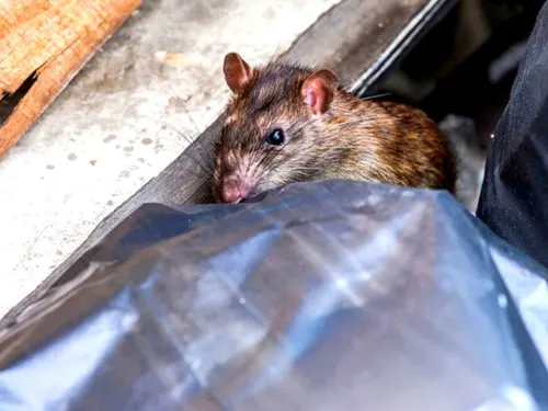 Rimont : un garage abandonné provoque une invasion de rats dans le...