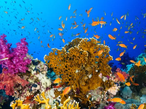 LE PAVILLON FRANCE « 3 OCÉANS » : LES OUTRES-MER AU COEUR DE LA...