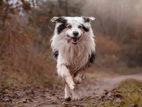 Occitanie : Voici le Top 3 des chiens préférés… Et leur coût
