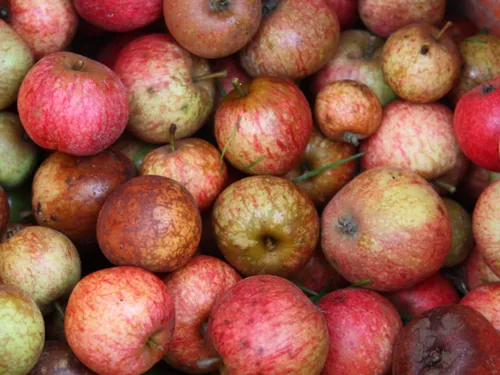 Pommes à cidre : une récolte 2025 exceptionnelle en Bretagne et...