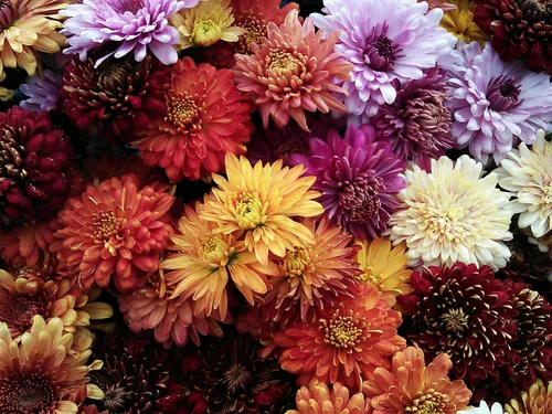 Pourquoi les chrysanthèmes fleurissent-elles sur les tombes à la...
