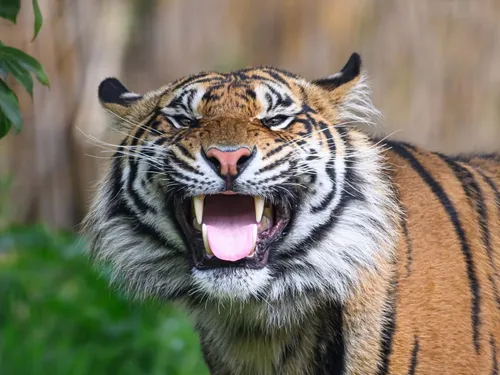 Un nouveau pensionnaire au zoo de Maubeuge
