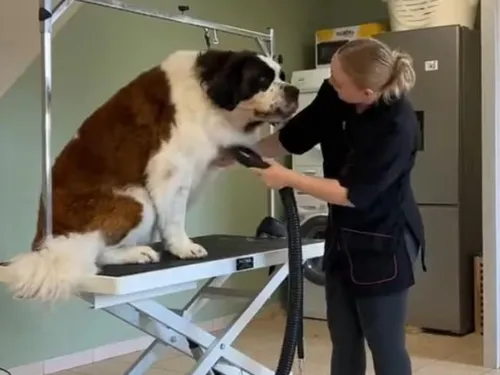 Damousies : l’ouverture du salon de toilettage « Bulle dog »