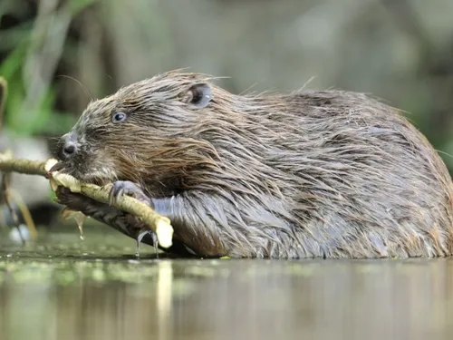 Des castors en Avesnois ! On part sur leurs traces dimanche à Liessies