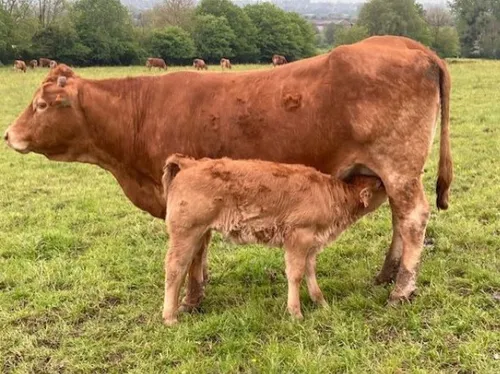 Pour sauver sa ferme, la cagnotte en ligne se prolonge jusqu'au 31...