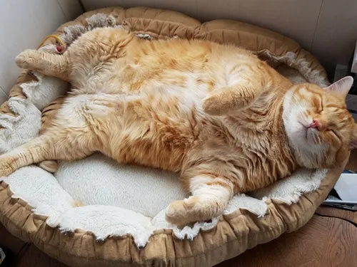 Avesnes-sur-Helpe : un appel aux dons pour soigner nos loulous