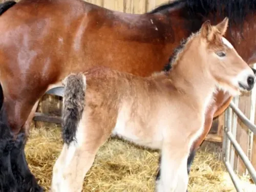 Taisnières-en-Thiérache : l’appel à l’aide lancé par Romuald, un...