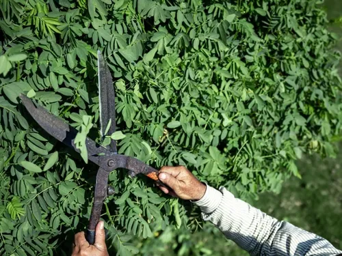 Val de Sambre : collecte des déchets verts jusqu’au 31 octobre