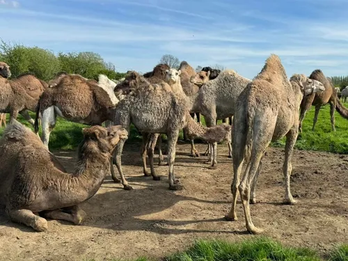 Feignies : de l’innovation pour « La Camélerie »