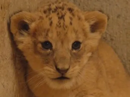 Pairi Daiza - Naissance d'une lionçonne au parc belge