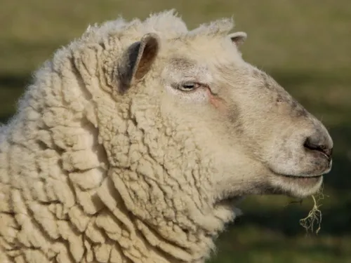 Fièvre catarrhale ovine, quel bilan en Hauts-de-France ?