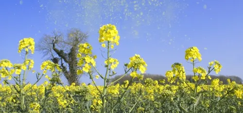 Les pollens sont déjà arrivés !