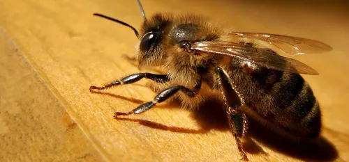 Sauver l'abeille noire de notre région.