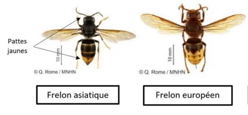 Des frelons asiatiques identifiés à Aulnoye-Aymeries et Fourmies