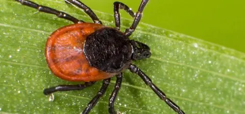 Déréglement climatique : les tiques de plus en plus nombreuses