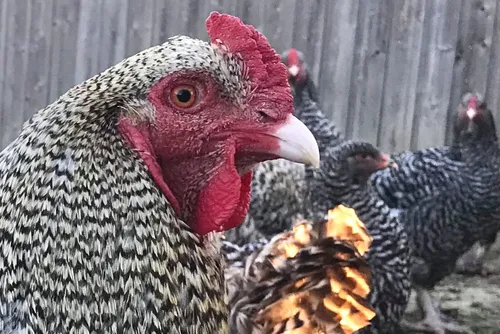 Grippe aviaire - Un foyer déclaré à la frontière franco-belge à Menin