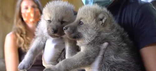 Zoo d'Amnéville: naissance de deux louveteaux pendant le confinement