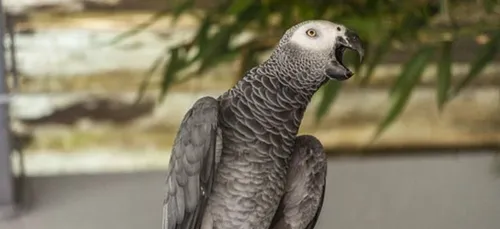 Près de Nancy : ivre, il vole deux perroquets dans la nuit